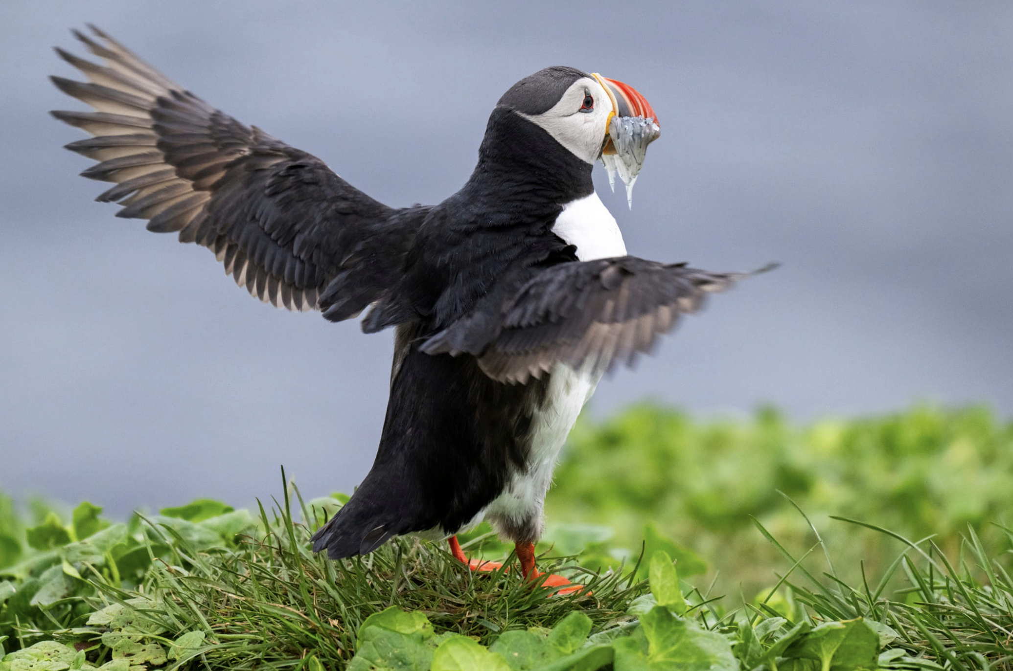 Puffin at Grimsey Island Arctic Circle Svalbard Cruise Swan Hellenic Expedition Cruise 